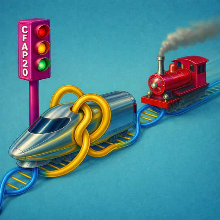 Op de afbeelding is het eiwit CFAP20 afgebeeld als een stoplicht dat het treinverkeer op het DNA in goede banen leidt.